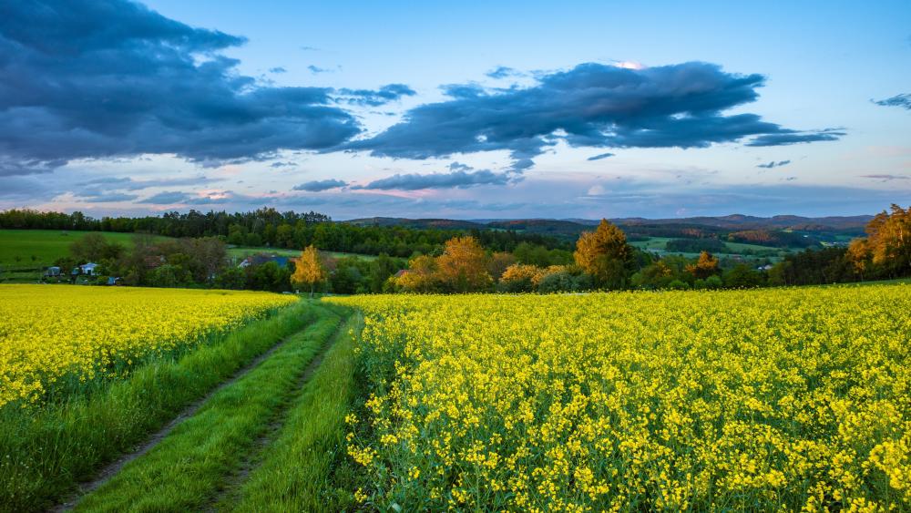 Golden Canola Fields Under a Sweeping Summer Sky wallpaper