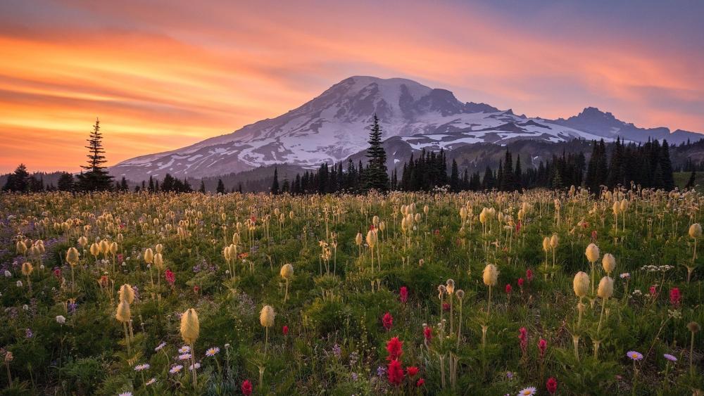Sunset Bloom at Mount Rainier wallpaper