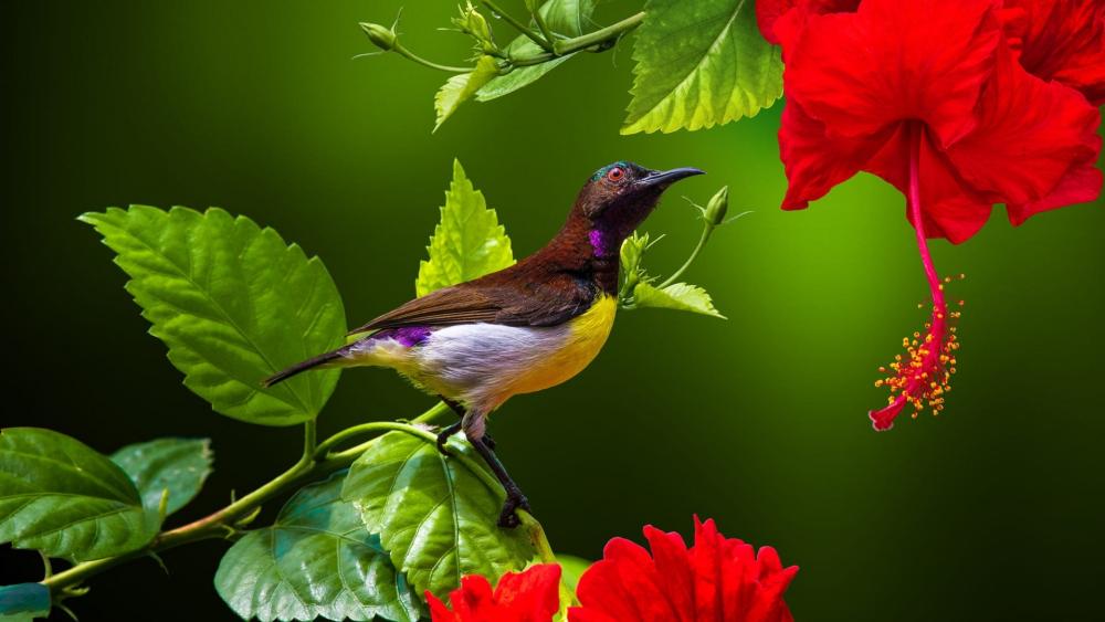Vibrant Sunbird on Tropical Blooming Branch wallpaper