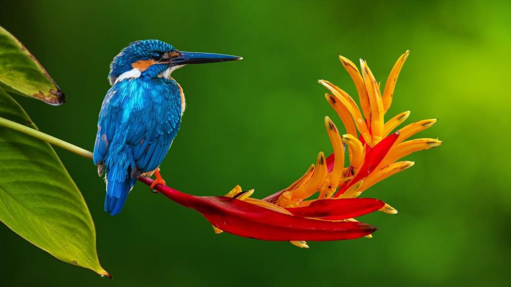 Azure Kingfisher on Tropical Bloom wallpaper