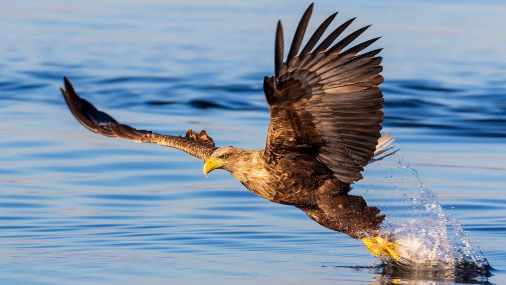 Majestic Eagle Rising from Water wallpaper
