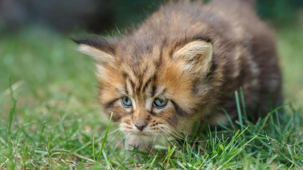 Adorable Kitten Exploring the Grass wallpaper