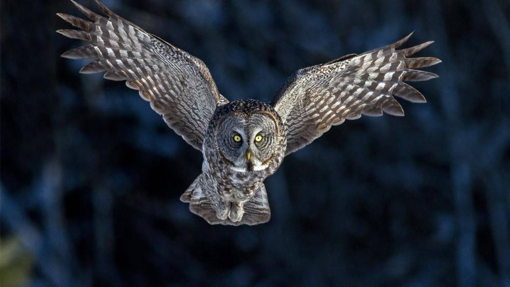 Majestic Great Grey Owl in Flight wallpaper
