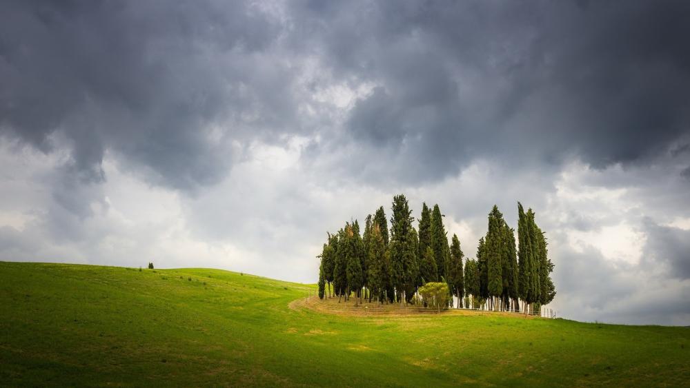 Stormy Tuscan Cypress Grove on Rolling Hills wallpaper