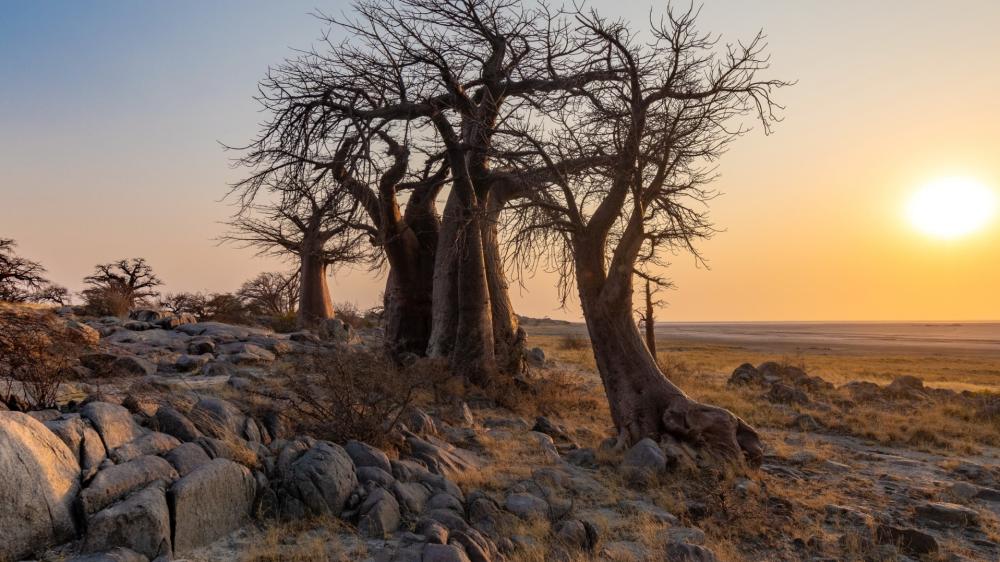 Sunset Baobabs Over Kubu Island wallpaper