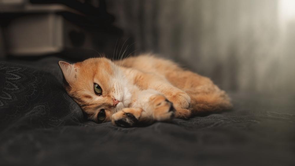 Sleepy Ginger Tabby in Cozy Rest wallpaper
