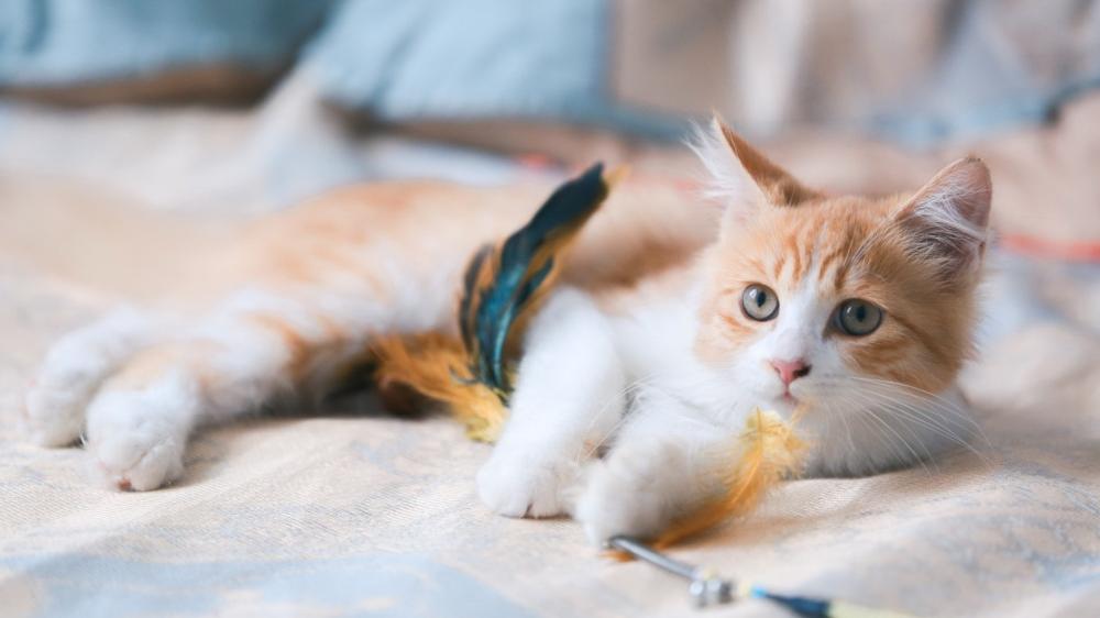 Playful Ginger Kitten Resting with Feather Toy wallpaper