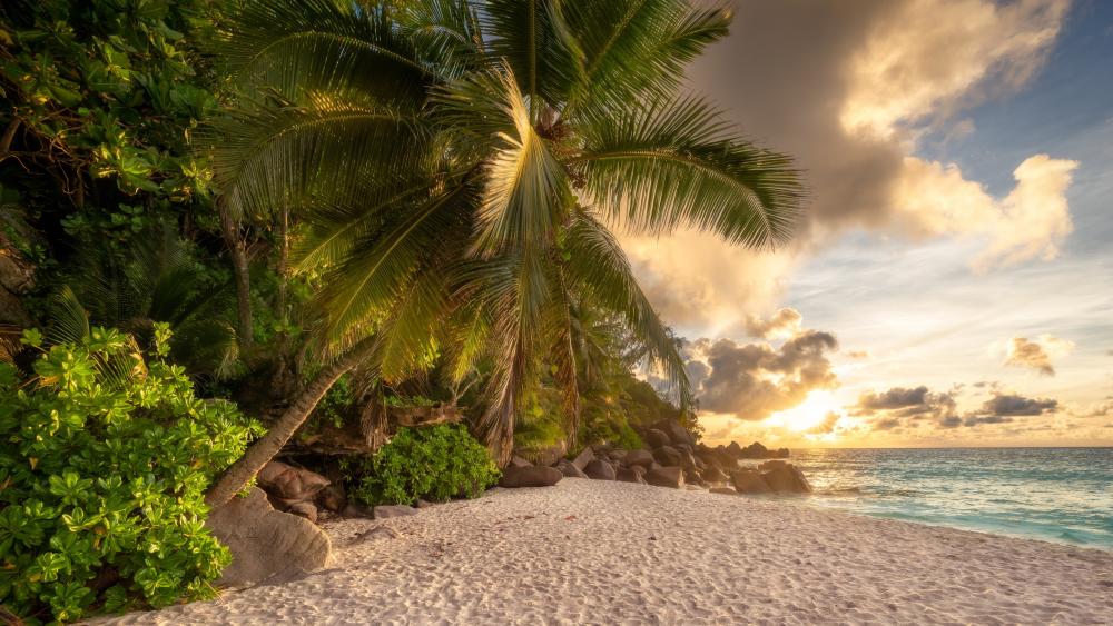 Golden Tropical Beach Sunset wallpaper