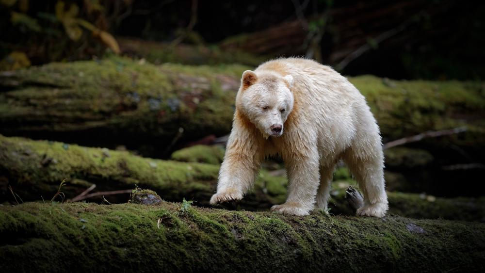 Spirit Bear in Mossy Forest wallpaper