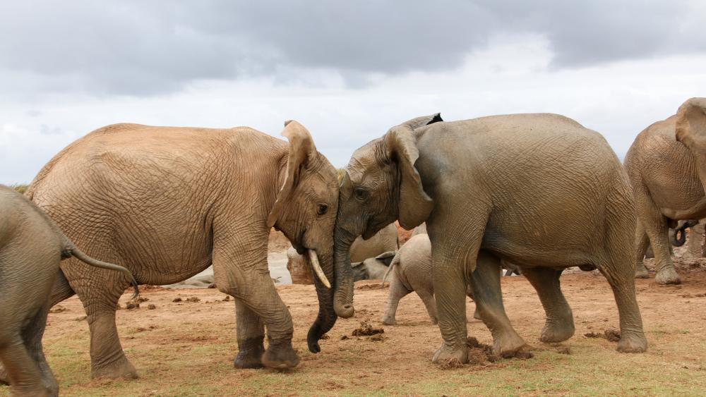 Elephant Herd on the Savanna wallpaper
