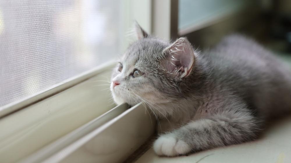 Dreamy Kitten by the Window wallpaper