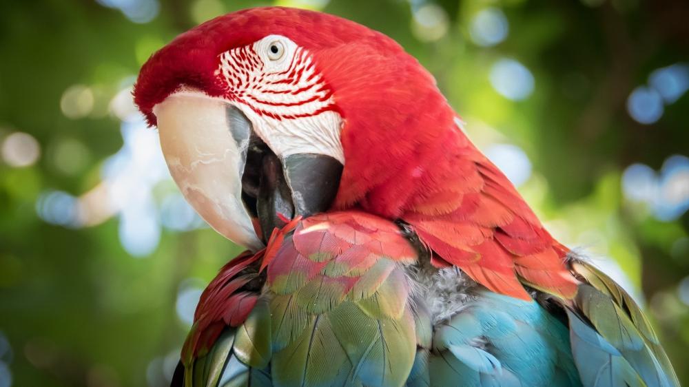 Vibrant Macaw Close Up wallpaper