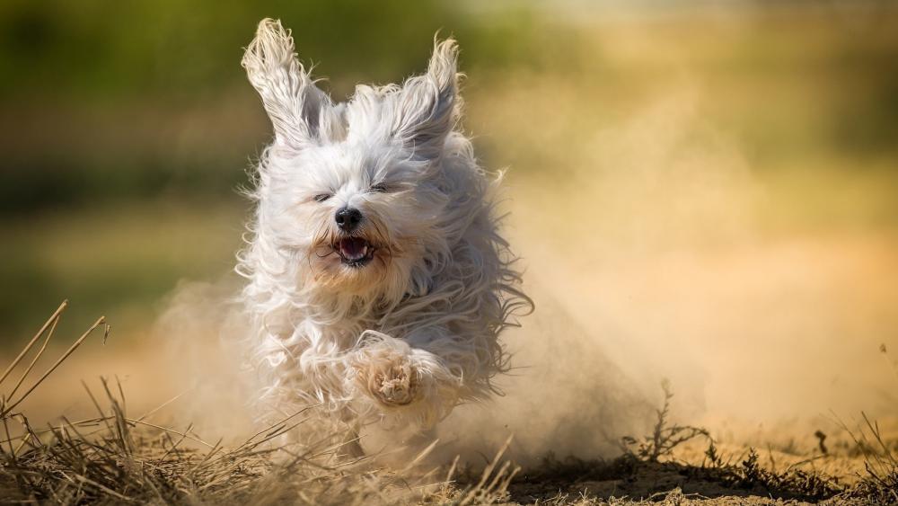 Joyful White Dog Running Through Dust wallpaper