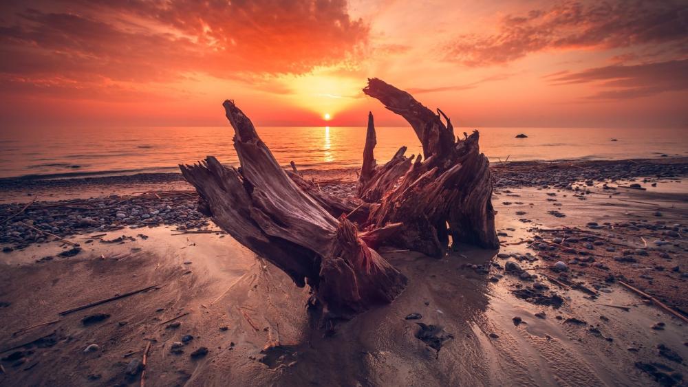 Burning Sunset Driftwood by the Shore wallpaper
