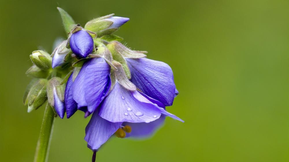 Blue Wildflower Bloom in Soft Green Light wallpaper