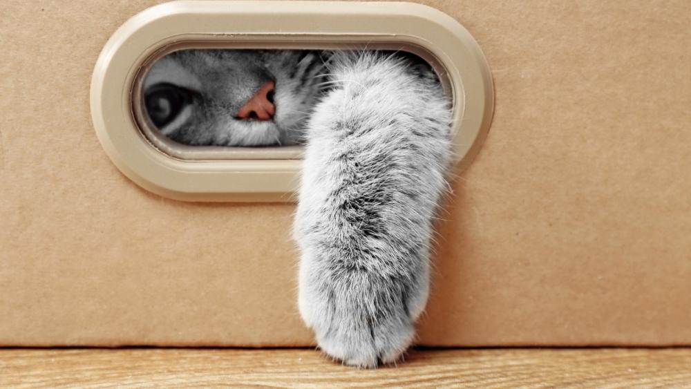 Playful Grey Kitten Peeking Through Box Window wallpaper