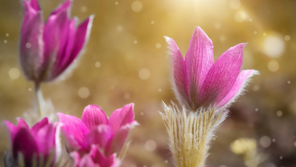 Golden Bokeh Pasque Flower Bloom wallpaper