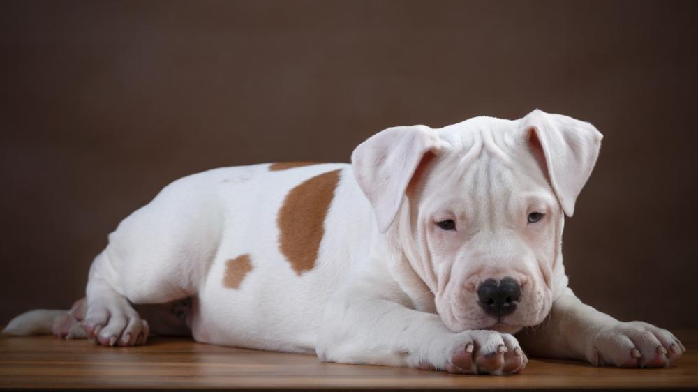 Adorable American Pit Bull Terrier Puppy Relaxing wallpaper