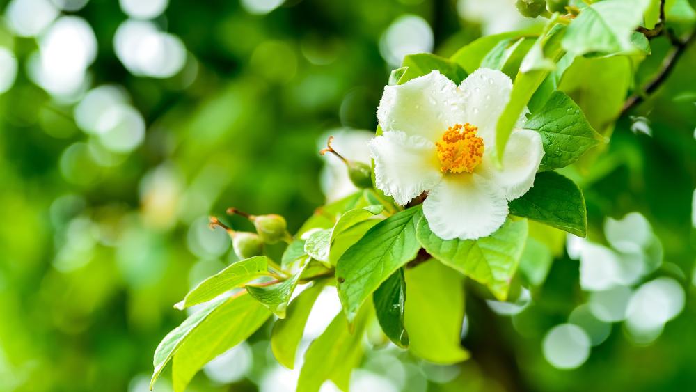 White Franklinia Blossom in Fresh Green Light wallpaper