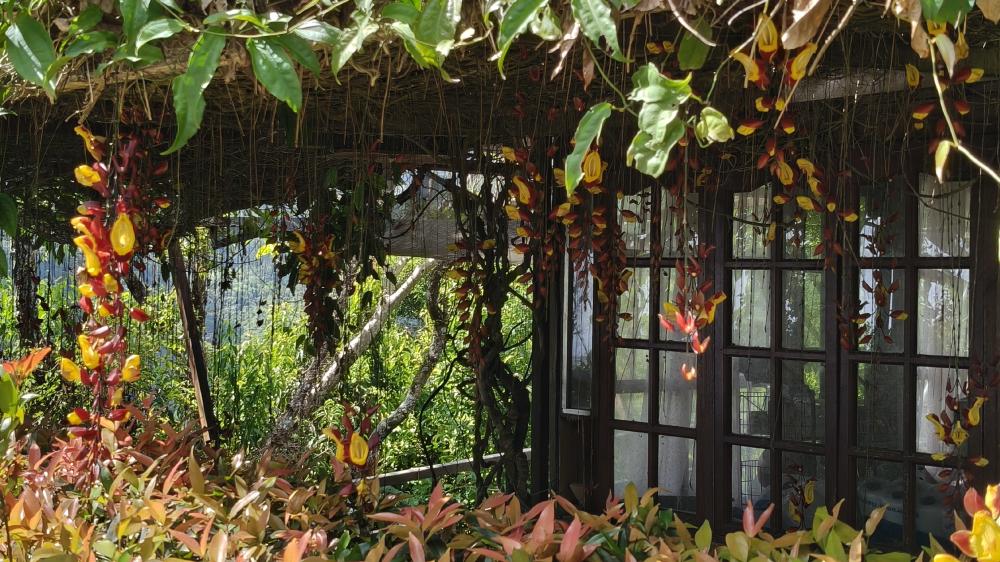 The Hanging Flower wallpaper