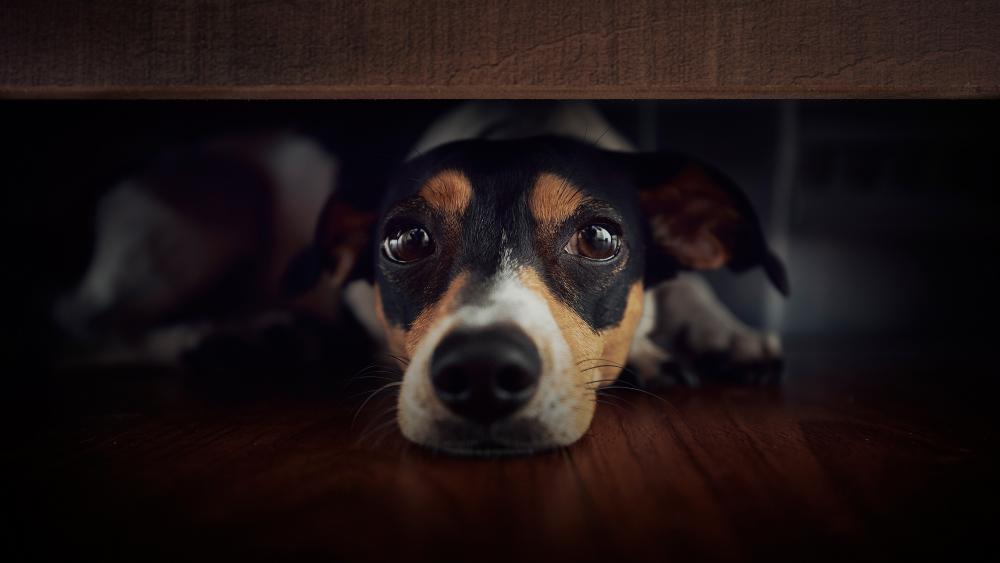 Curious Puppy in Soft Shadows wallpaper
