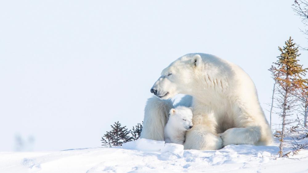 Polar Bear Mother and Cub in Winter wallpaper