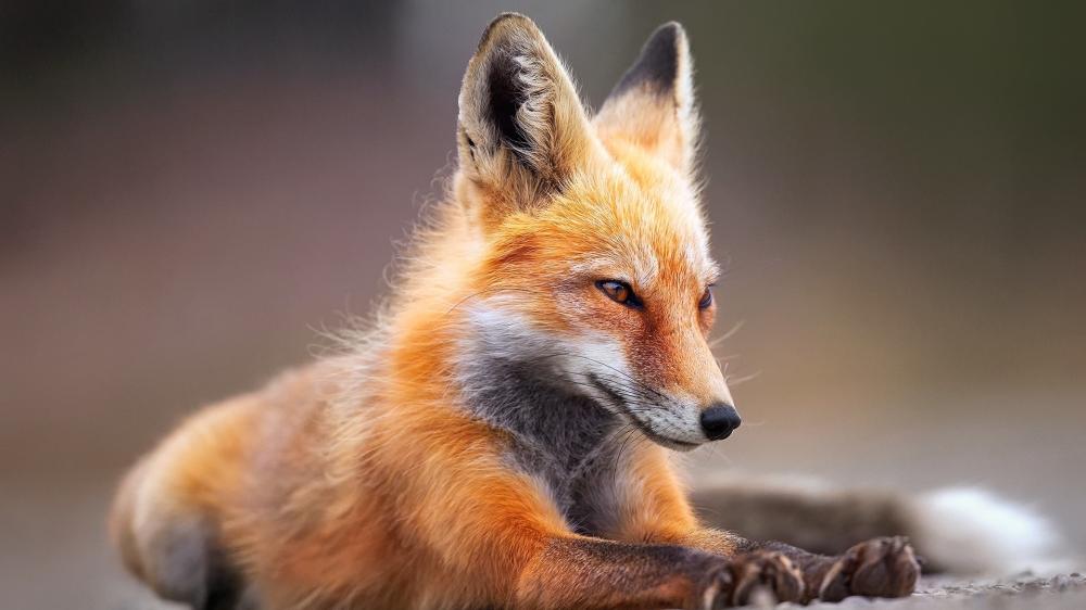 Elegant Red Fox Resting in Soft Light wallpaper