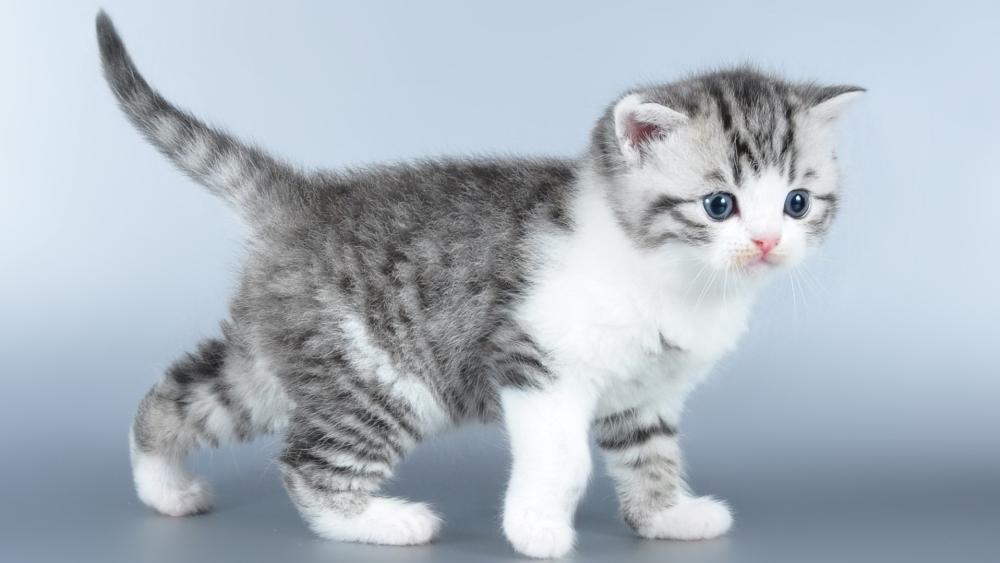 Adorable Tabby Kitten Standing Calmly On Soft Background wallpaper