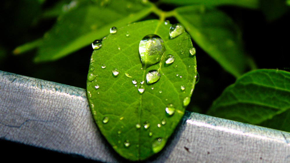 Leaf 🌿🍀 wallpaper