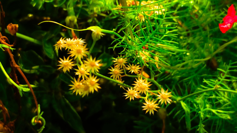 Vibrant Yellow Blossom in Lush Greenery wallpaper