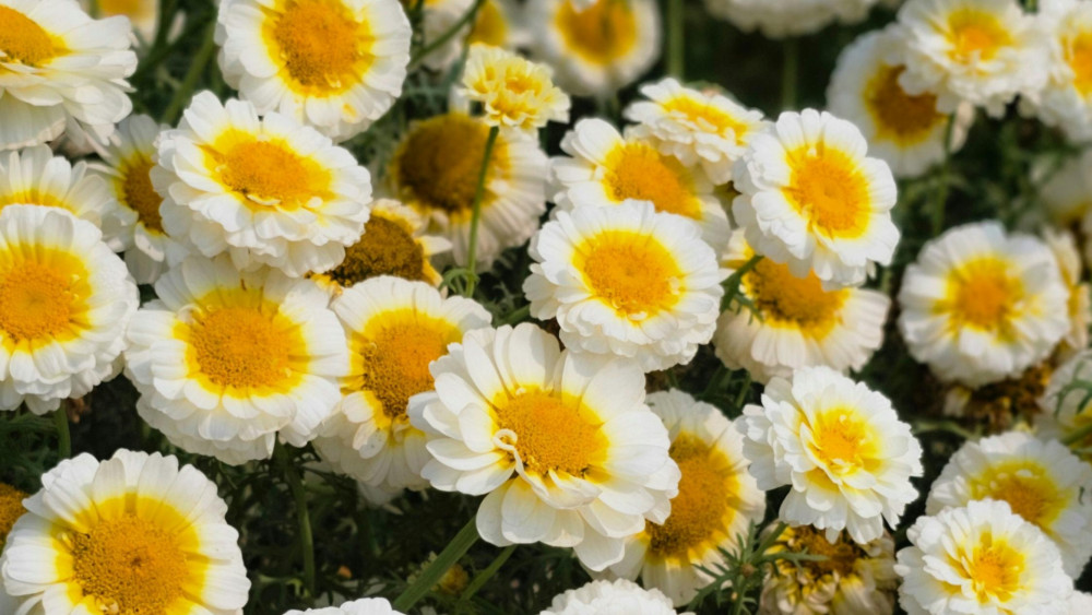 Vibrant White and Yellow Blossoms wallpaper