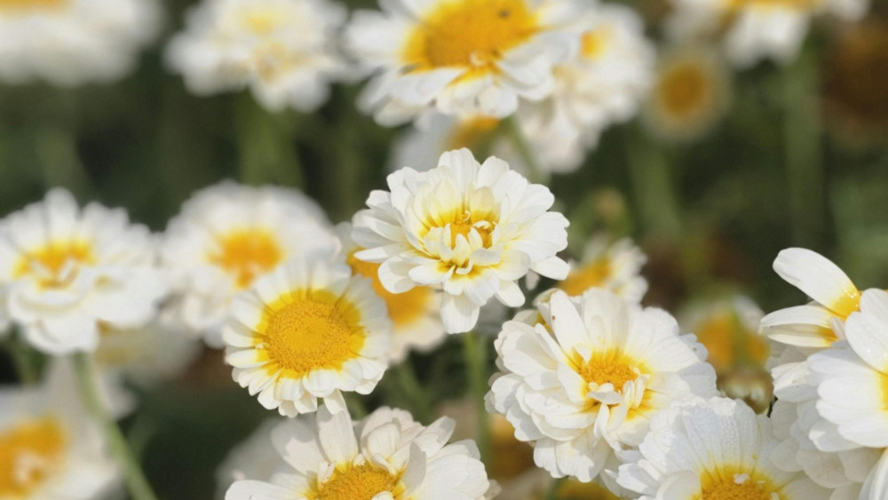Radiant White Blossoms in Blooming Glory wallpaper