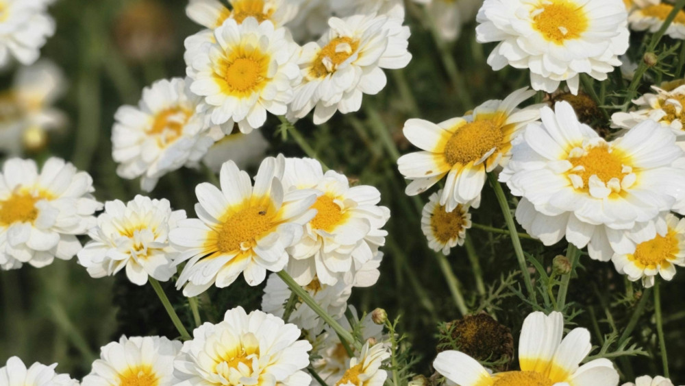 Delicate White Blossoms in Blooming Splendor wallpaper