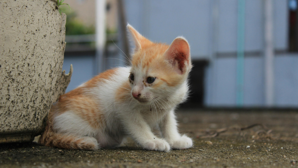 Adorable Kitten Posing Calmly in the Sunlight wallpaper
