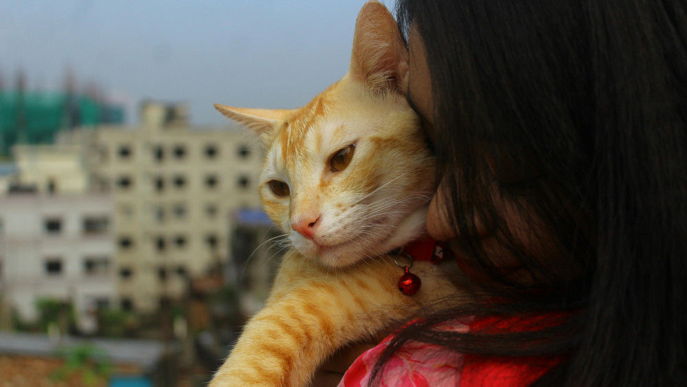 Gentle Ginger Cat Embrace wallpaper