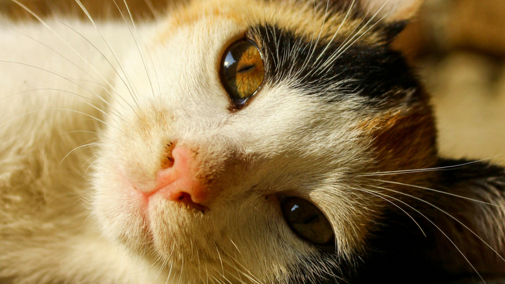 Captivating Close-Up of a Cat Face wallpaper