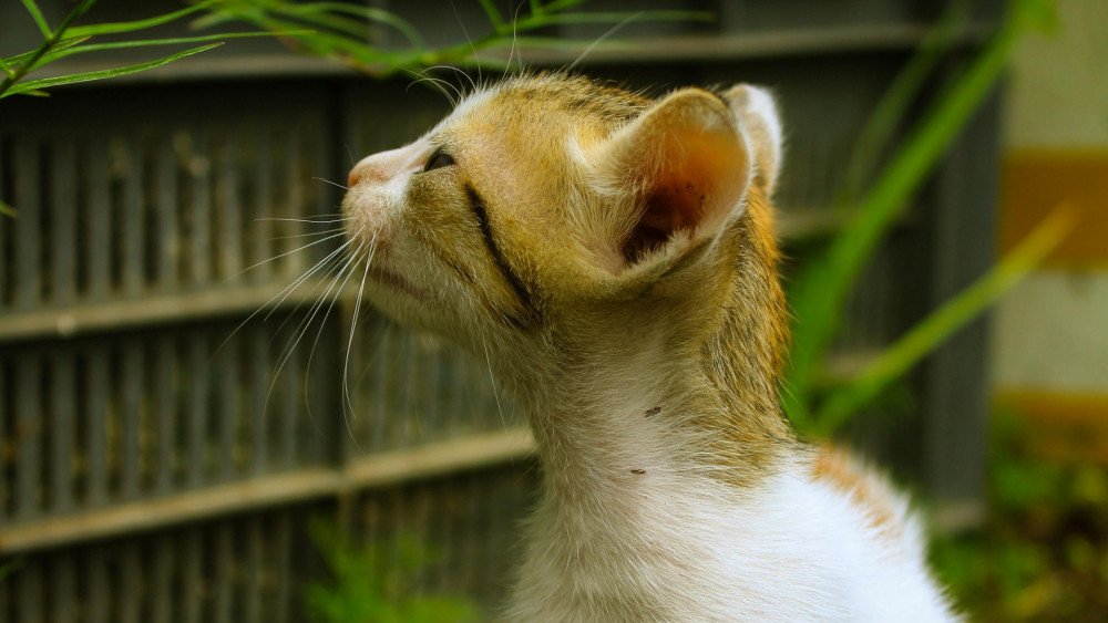 Curious Kitten in Soft Garden Light wallpaper