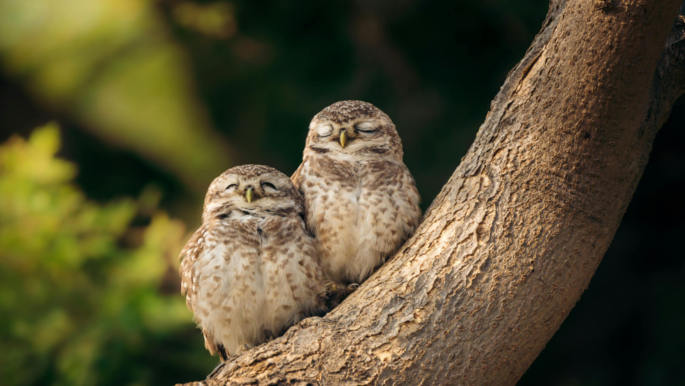Peaceful Owlets Resting Together wallpaper