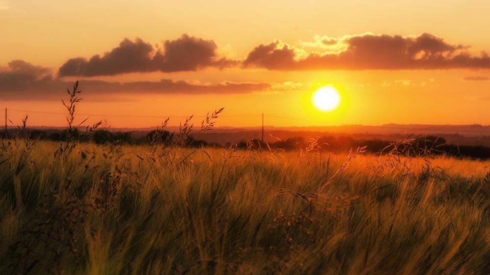 Golden Meadow Sunset Glow wallpaper