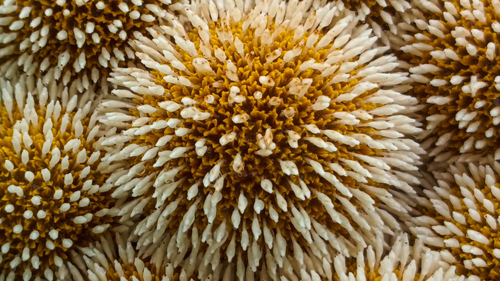 Golden Bloom Texture wallpaper