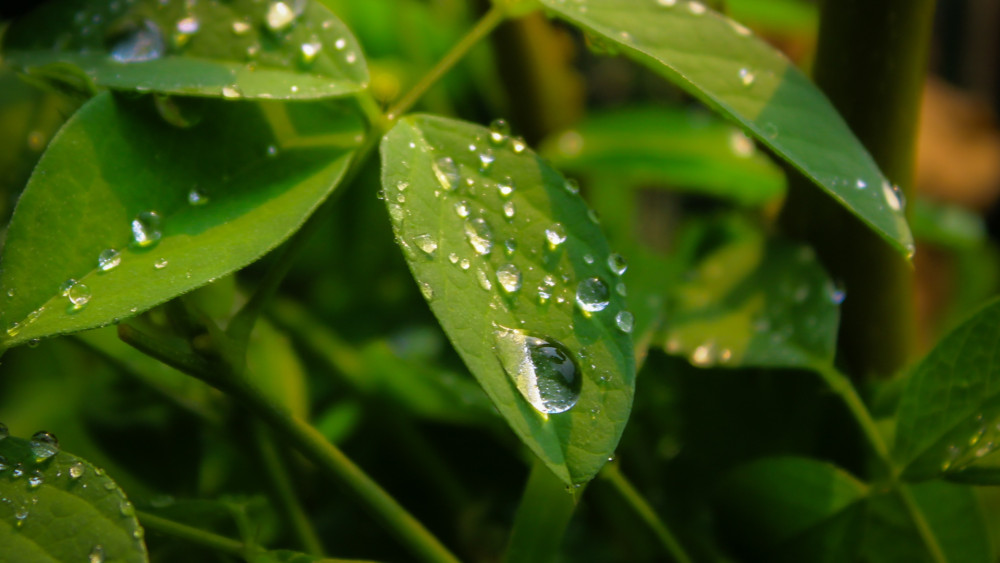 Fresh Green Leaves with Dewy Glow wallpaper
