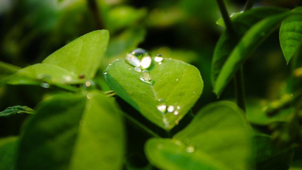Refreshing Leaves with Droplets of Water wallpaper