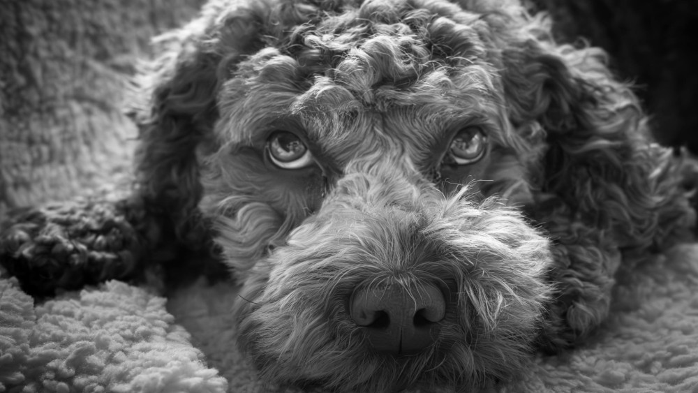 Curly Dog Portrait in Black and White wallpaper