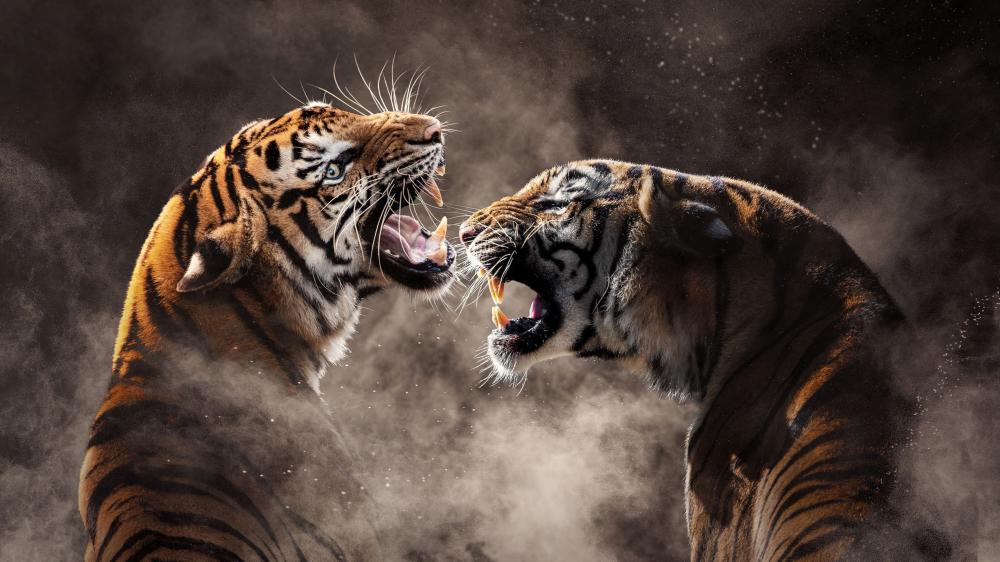 Fierce Roaring Tigers in Dramatic Clash wallpaper