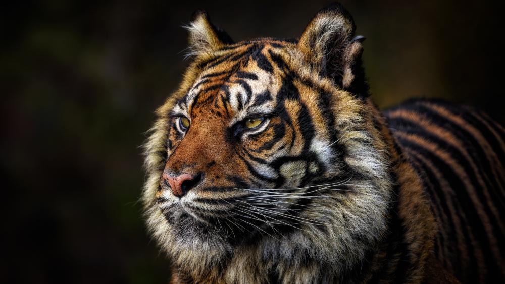 Majestic Tiger Portrait wallpaper