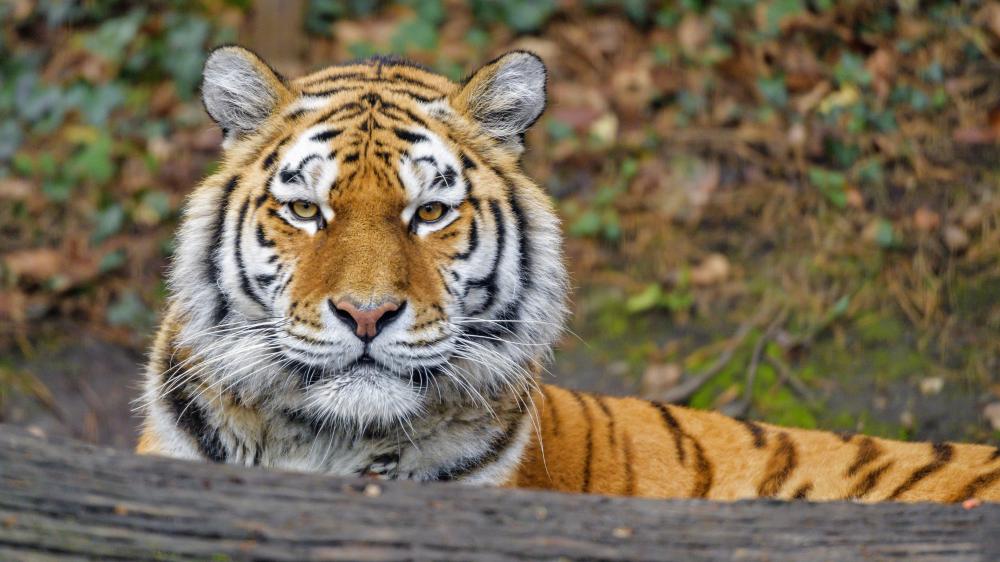 Majestic Siberian Tigress in Natural Habitat wallpaper
