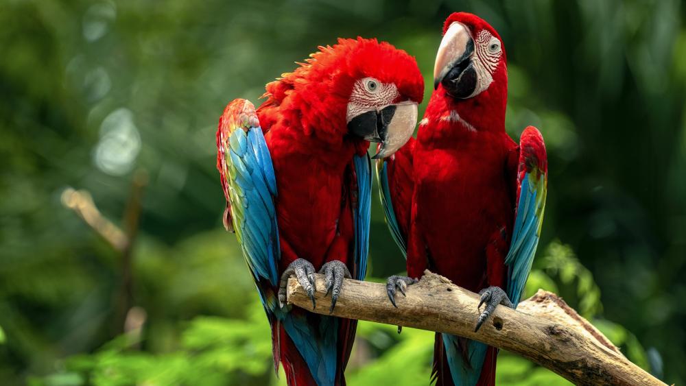 Colorful Macaw Pair on Branch wallpaper