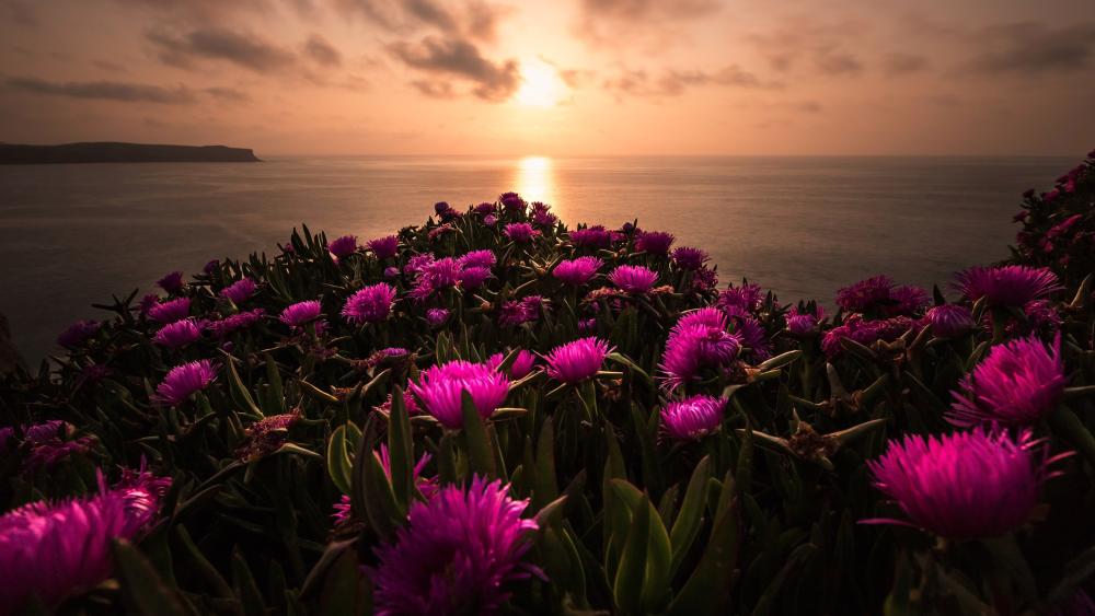 Sunset Bloom Over the Sea wallpaper