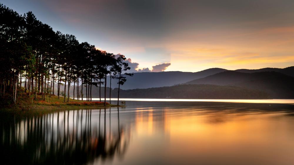 Golden Pines Over Tuyền Lâm Lake wallpaper