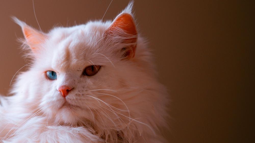 Elegant Heterochromia Persian Cat Portrait wallpaper